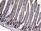 Anti-Cyclophilin A Picoband Antibody